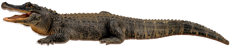 croc-img